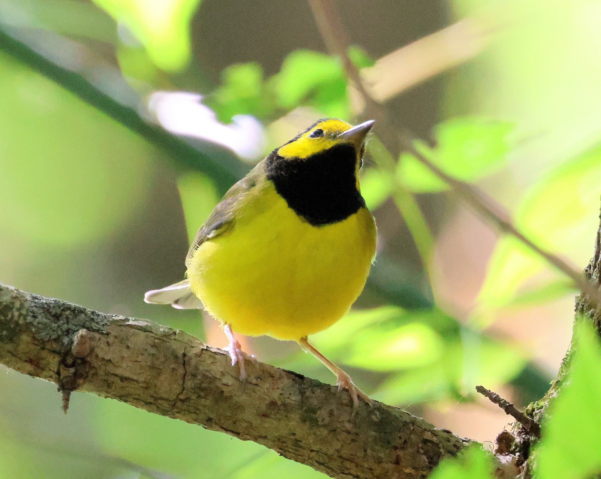 Hooded Warbler - ML642889159