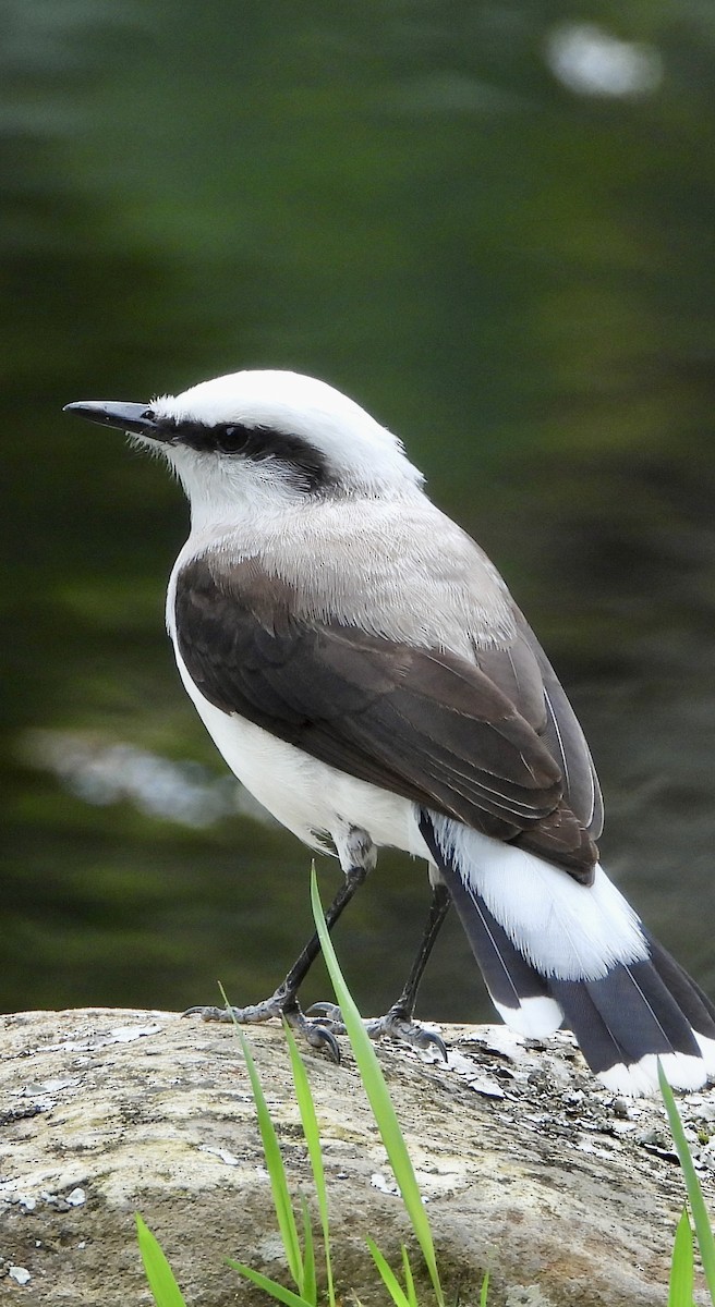Masked Water-Tyrant - ML642889160