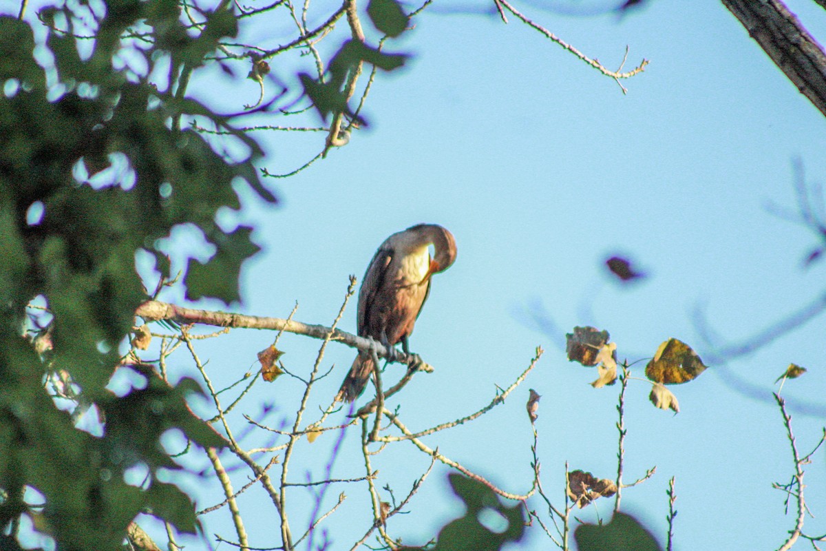 Double-crested Cormorant - ML642889165