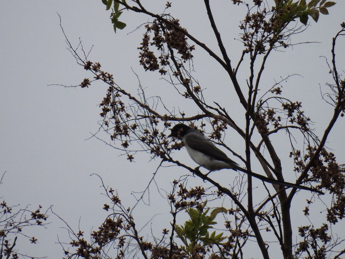 Fork-tailed Flycatcher - ML642889166