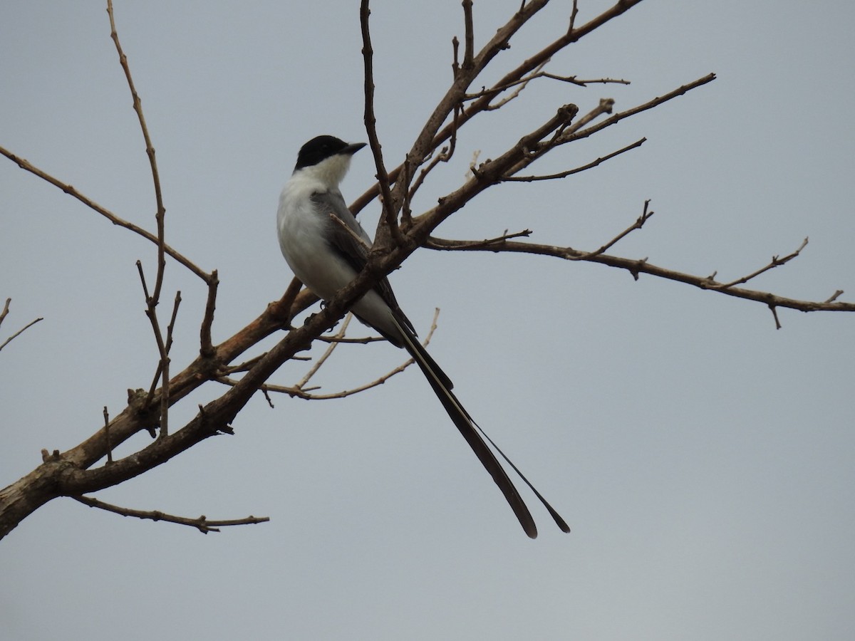 Fork-tailed Flycatcher - ML642889167