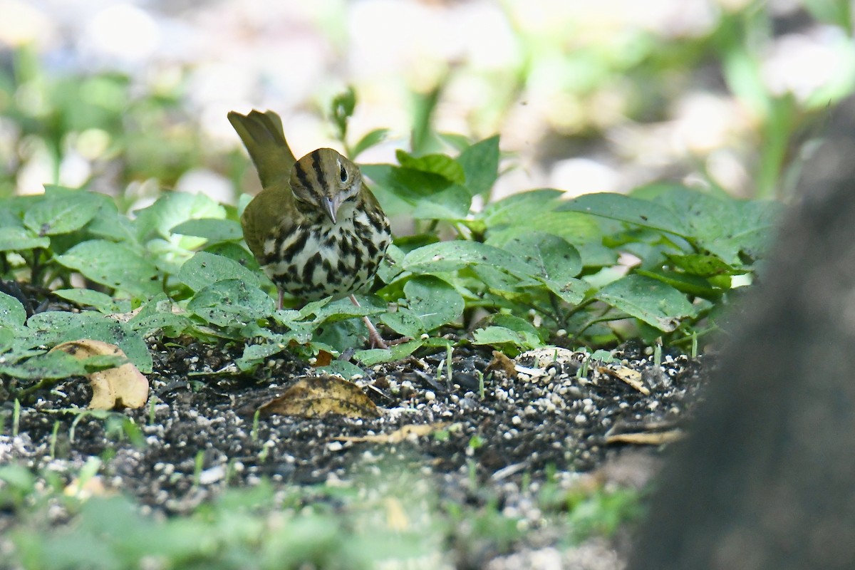 Ovenbird - ML642889168