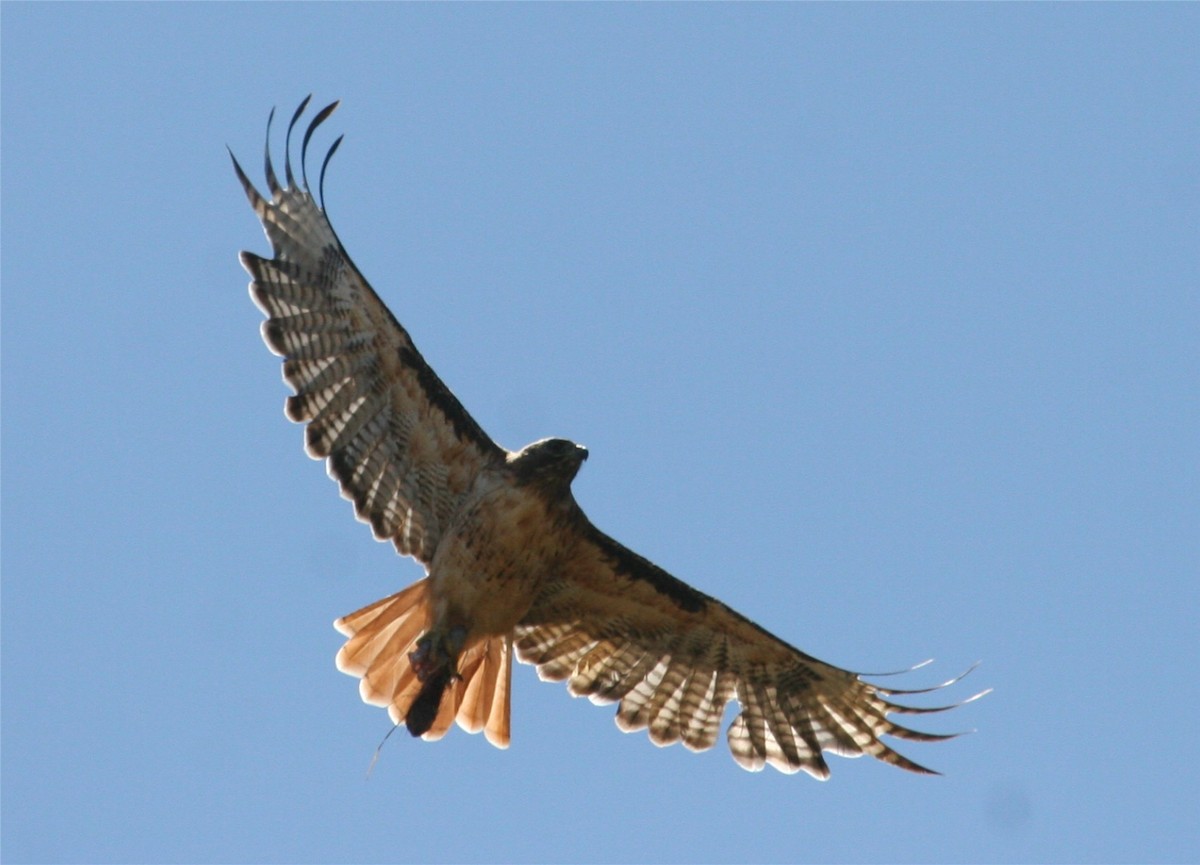 Red-tailed Hawk - ML642889169