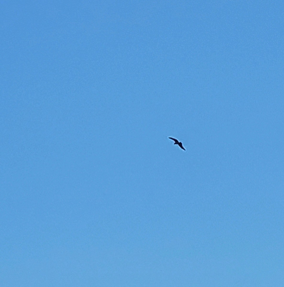 Osprey (American) - ML642889170