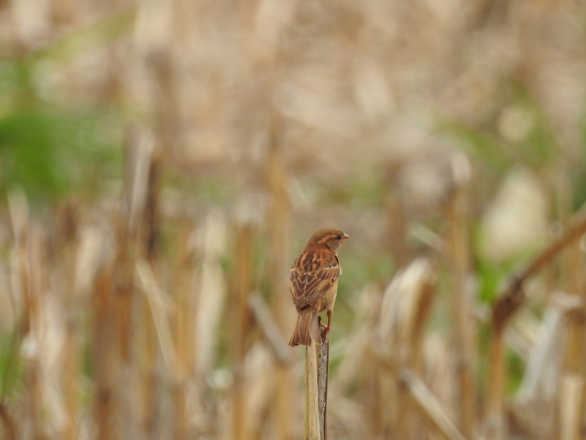 House Sparrow - ML642889172