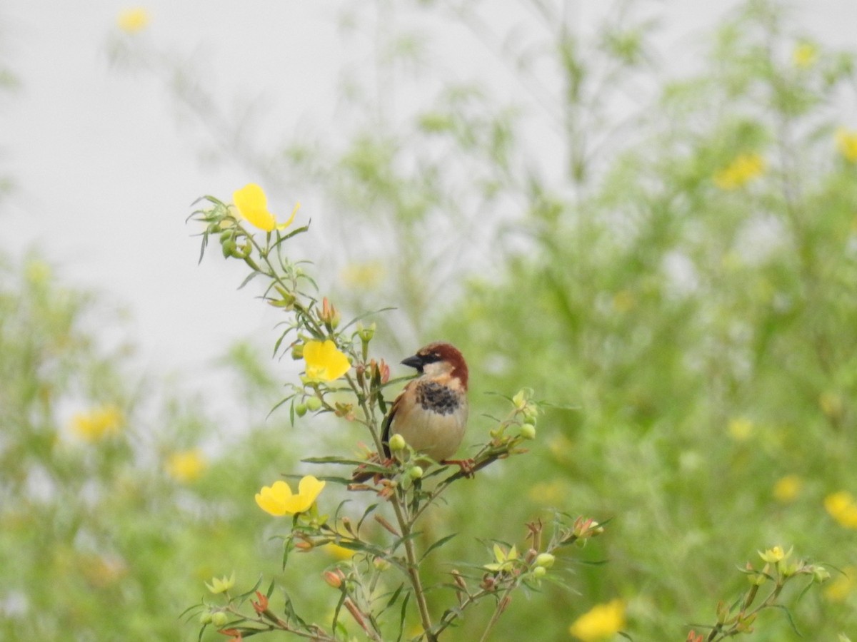 House Sparrow - ML642889173