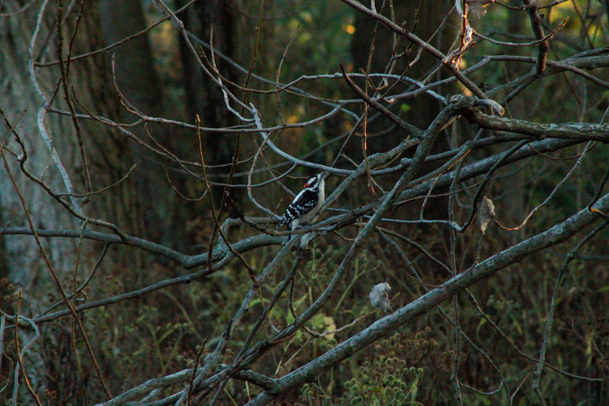 Downy Woodpecker - ML642889174