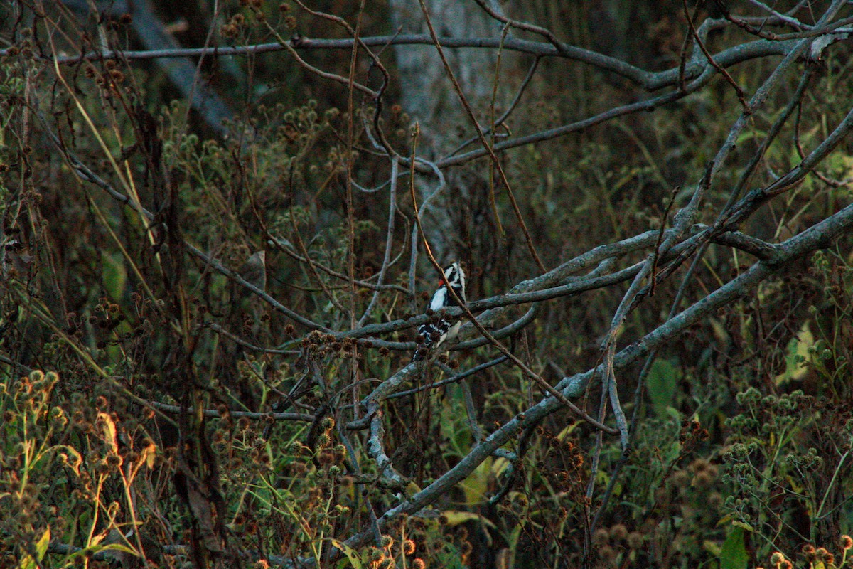 Downy Woodpecker - ML642889175