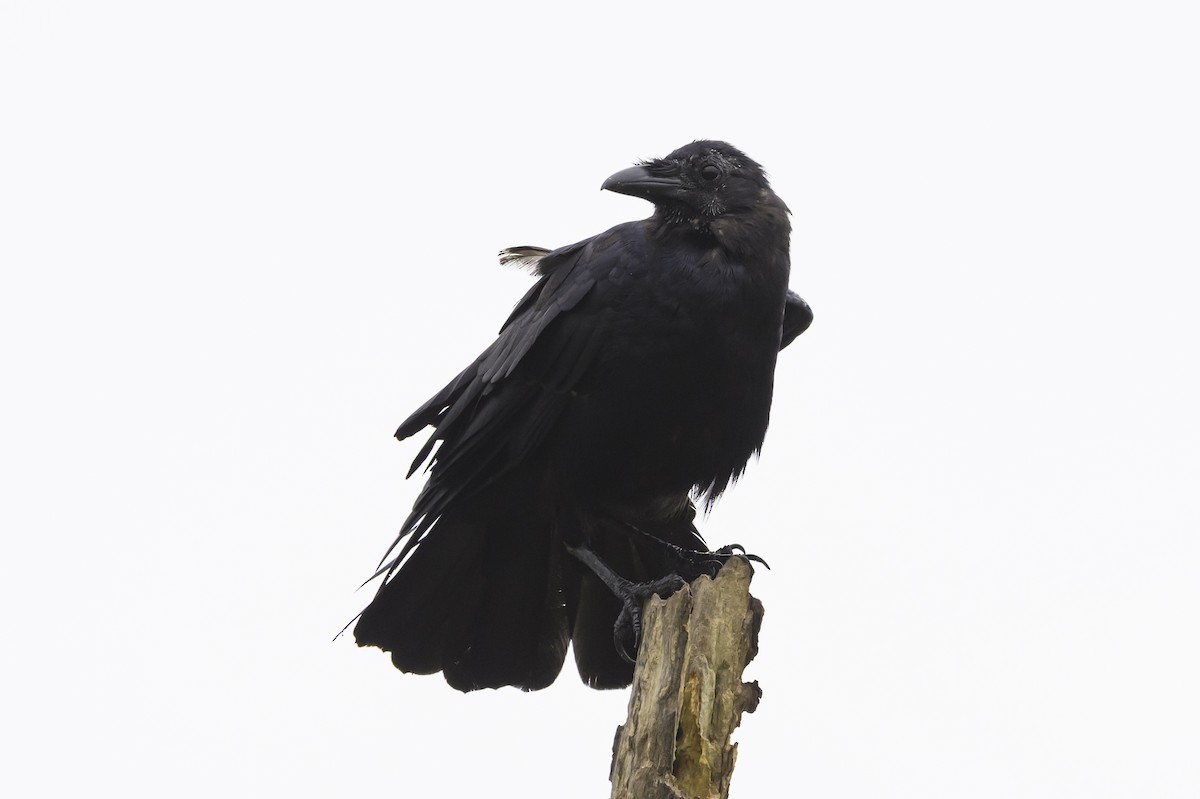 Fish Crow - ML642889176