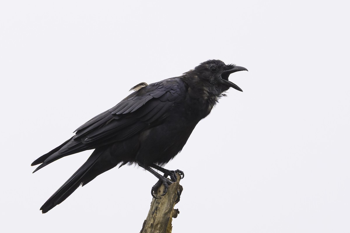 Fish Crow - ML642889177