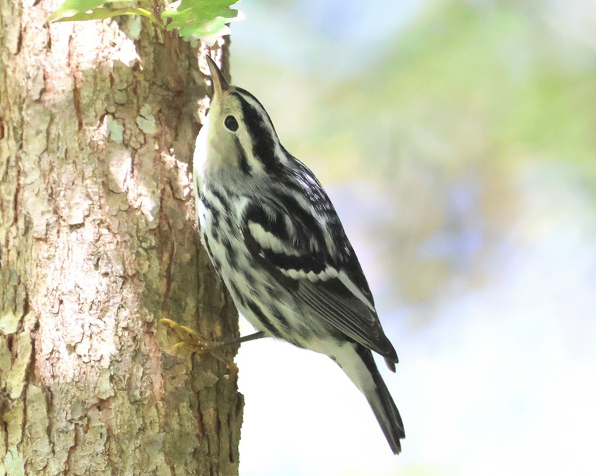 Black-and-white Warbler - ML642889178