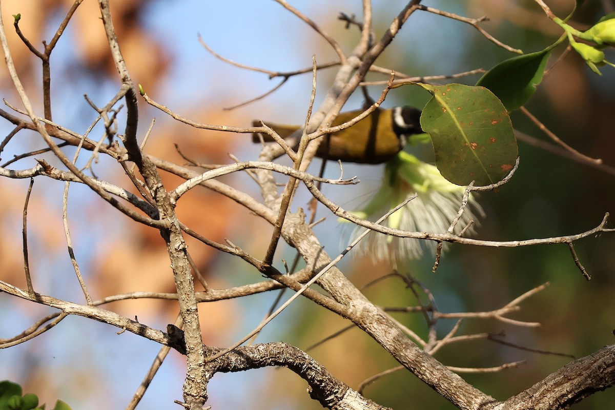 White-throated Honeyeater - ML642889179