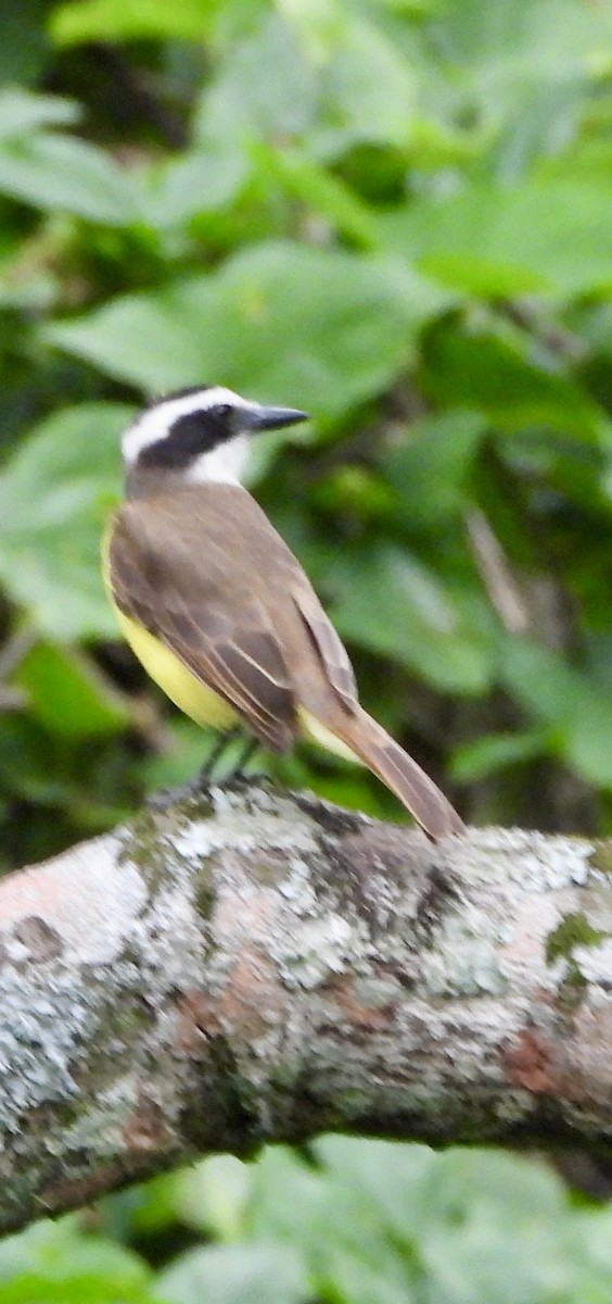 Great Kiskadee - ML642889181