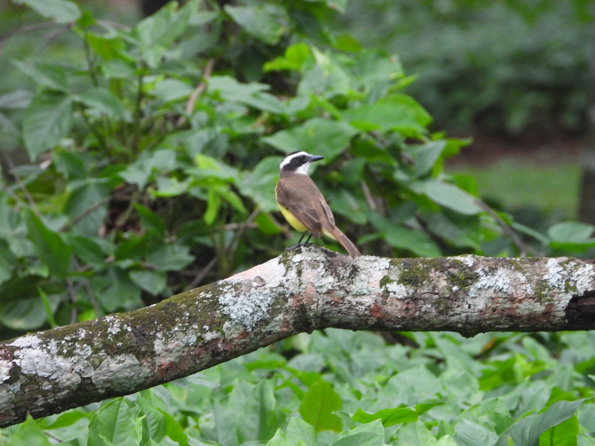 Great Kiskadee - ML642889182