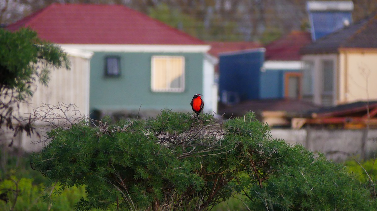 Long-tailed Meadowlark - ML642889183