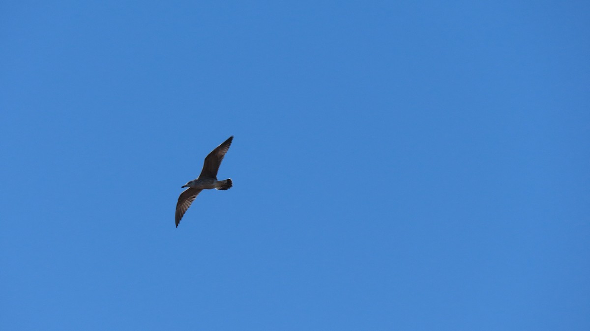 Yellow-legged Gull - ML642889184
