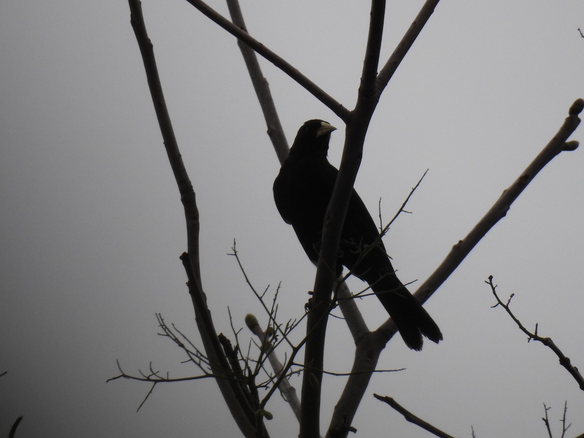 Solitary Black Cacique - ML642889185