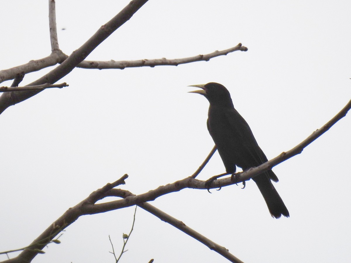 Solitary Black Cacique - ML642889186
