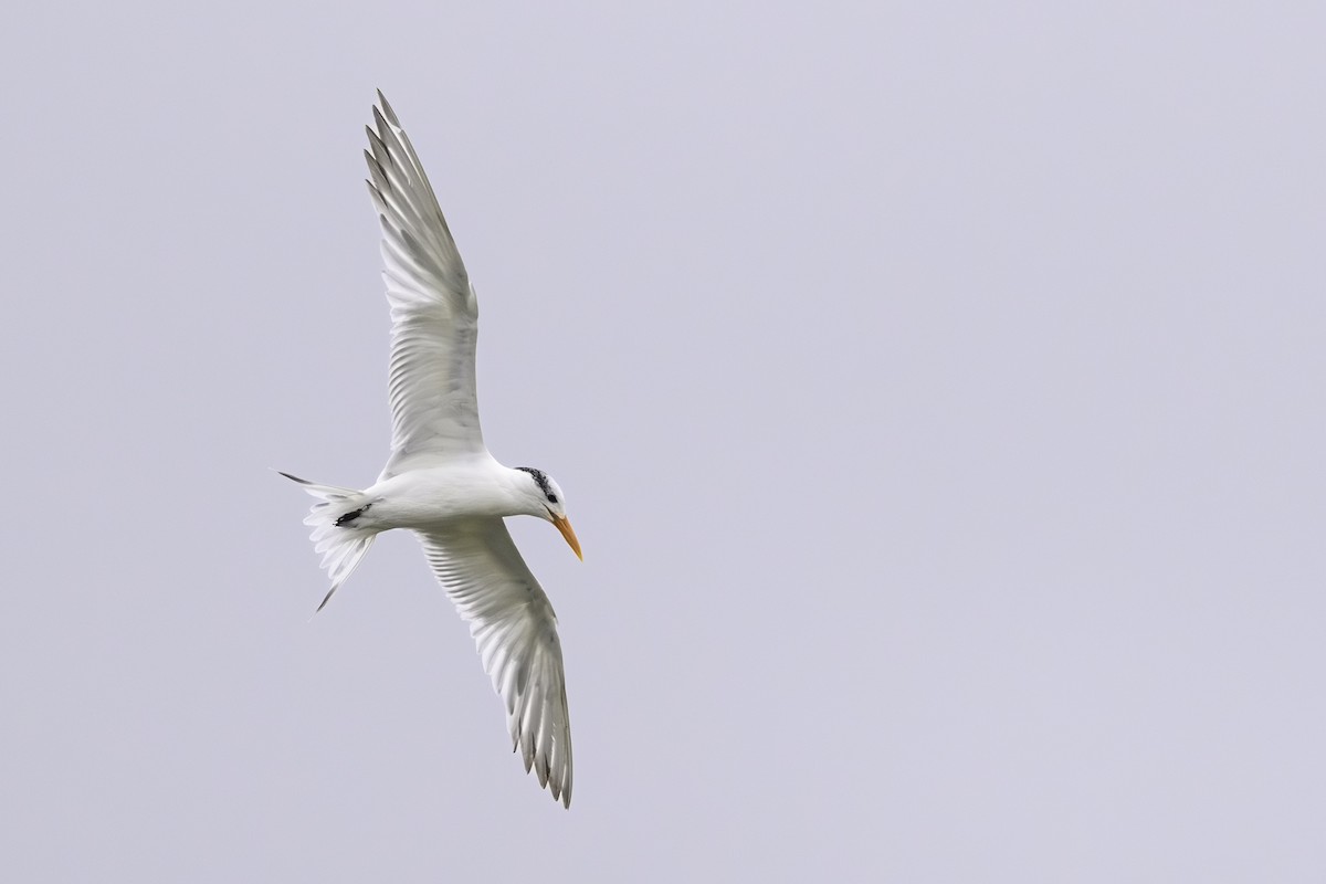 Royal Tern - ML642889187