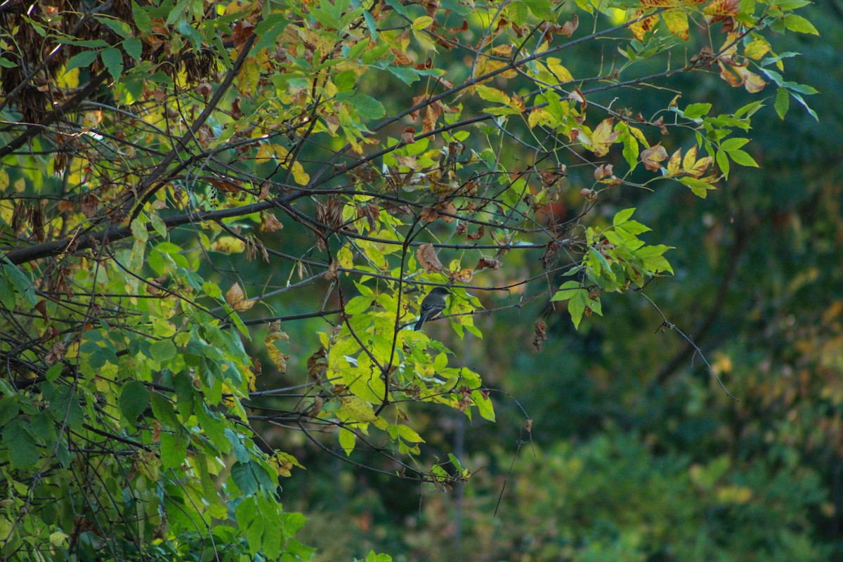 Eastern Phoebe - ML642889188