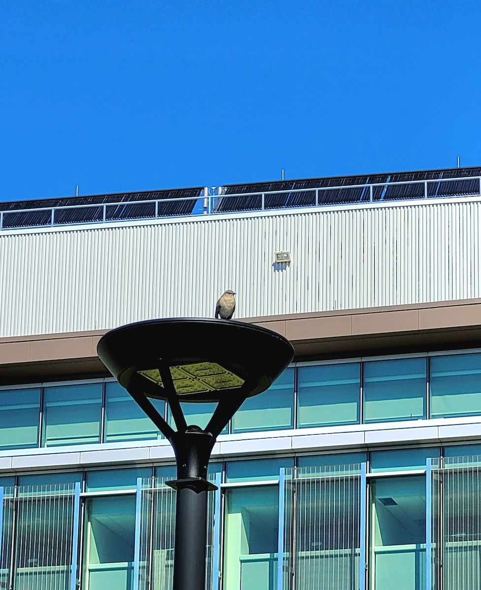 Northern Mockingbird - ML642889189