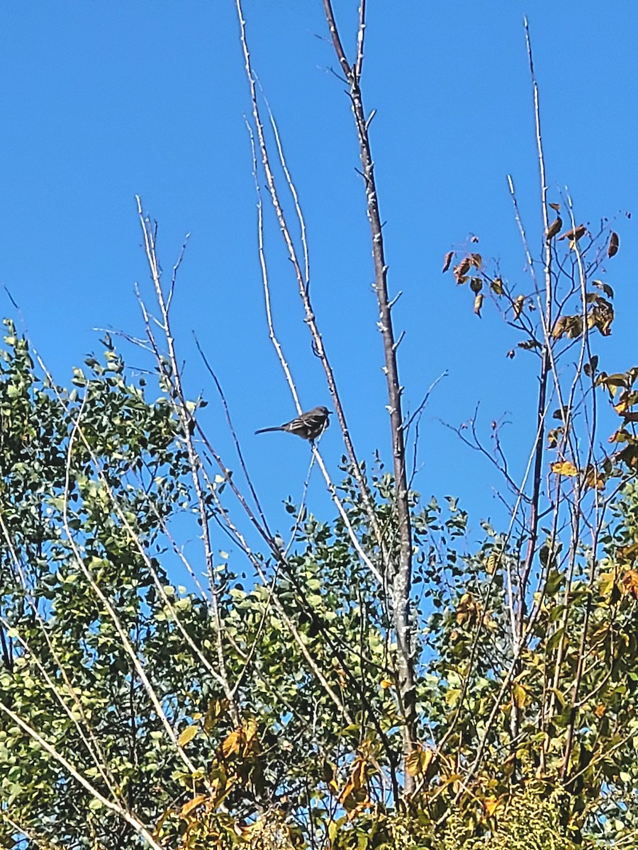 Northern Mockingbird - ML642889190