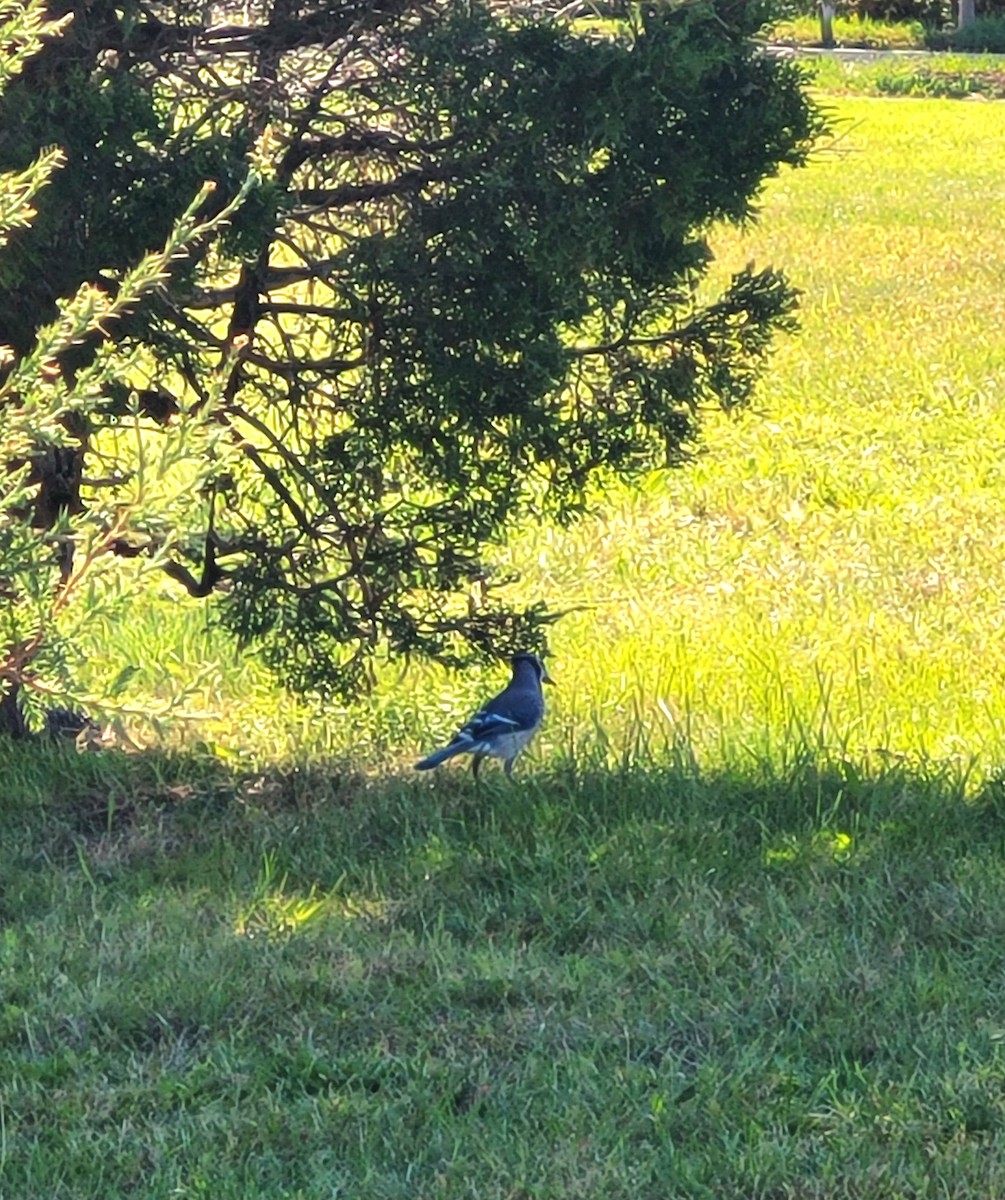 Blue Jay - ML642889191
