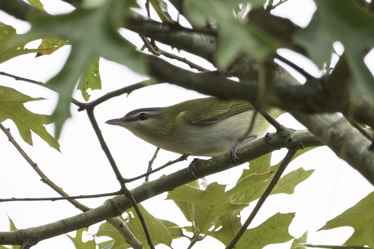 Red-eyed Vireo - ML642889204