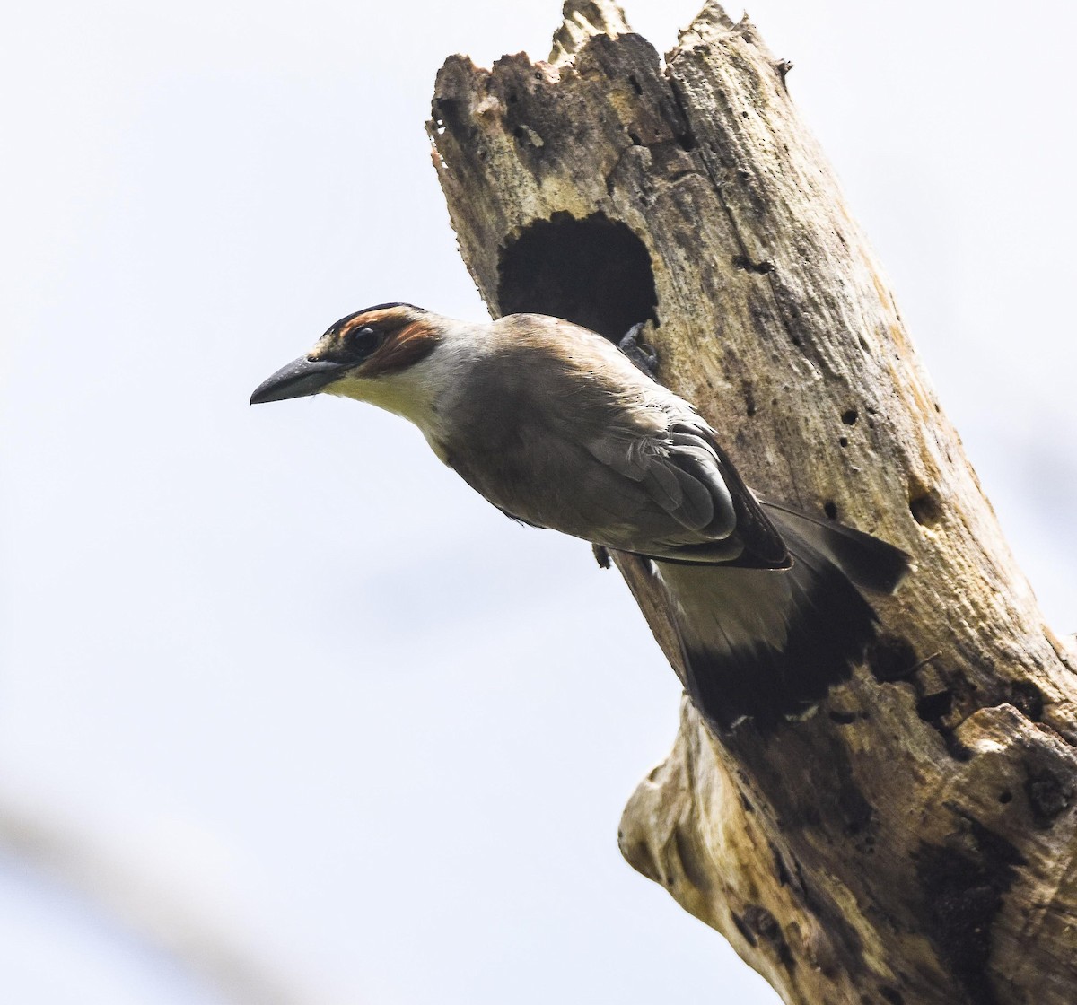 Black-crowned Tityra - ML642889218