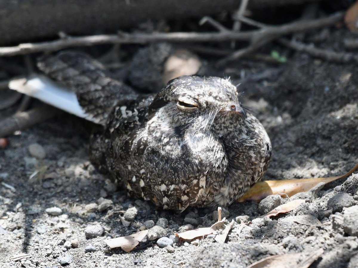 Savanna Nightjar - ML642889226