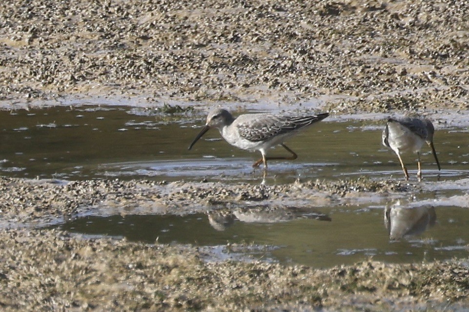 Stilt Sandpiper - ML642889230