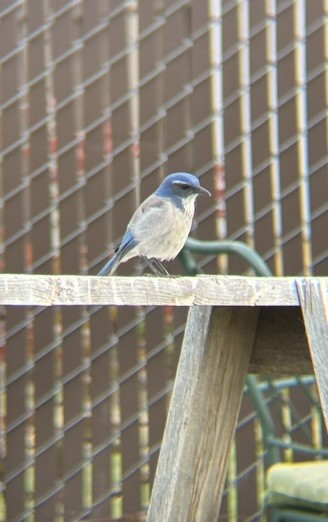 California Scrub-Jay - ML642889235