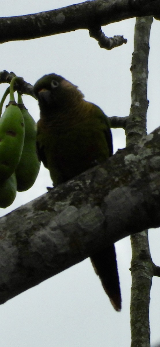 Maroon-bellied Parakeet - ML642889236