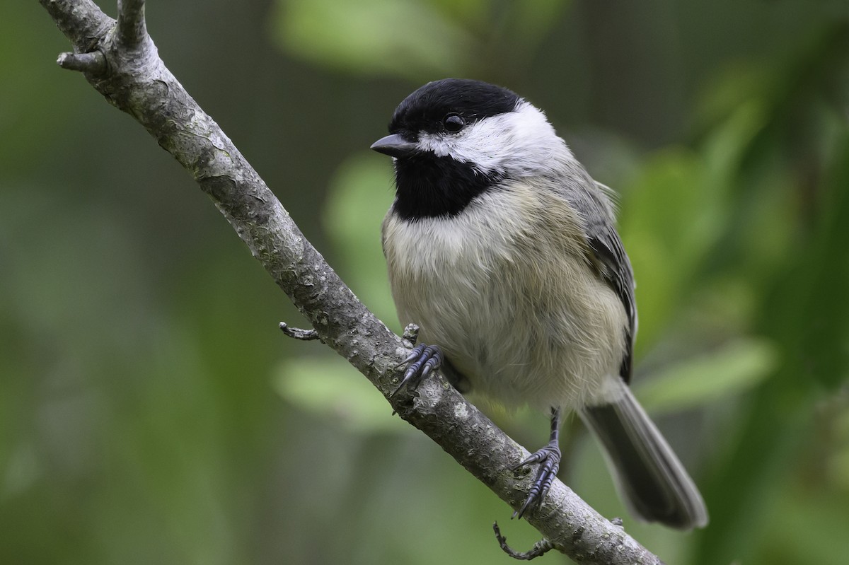 Carolina Chickadee - ML642889241