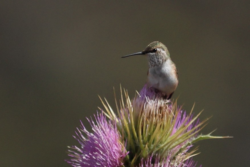 Rufous Hummingbird - ML642889254