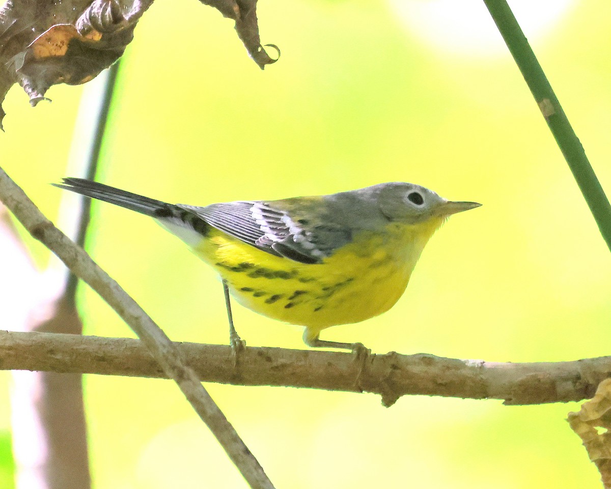 Magnolia Warbler - ML642889260