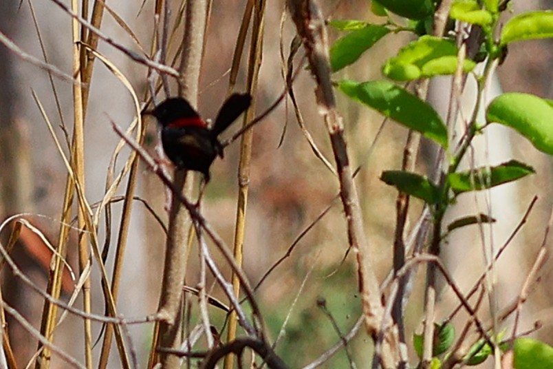 Red-backed Fairywren - ML642889272