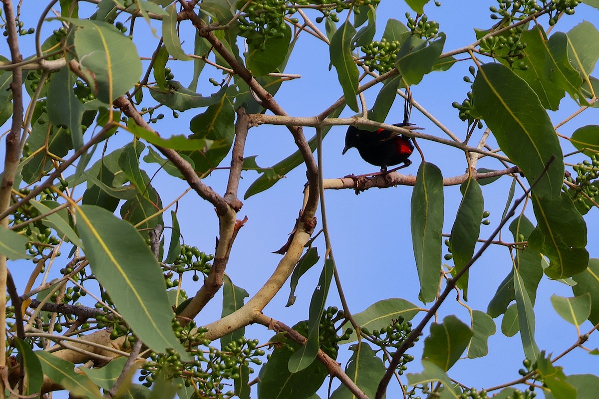 Red-backed Fairywren - ML642889276
