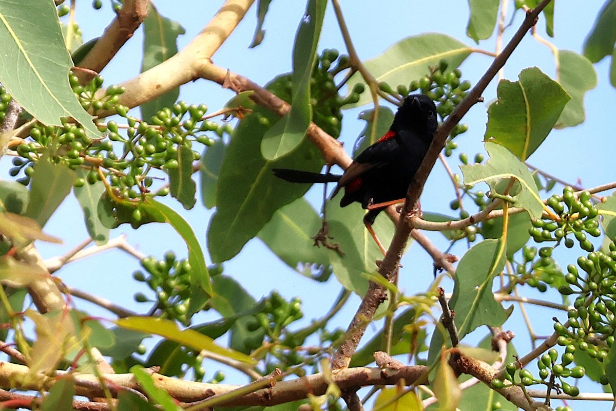 Red-backed Fairywren - ML642889277