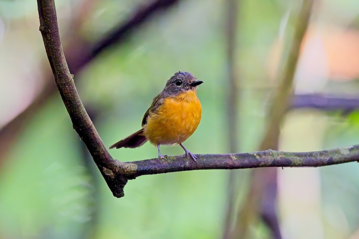 Dayak Blue Flycatcher - ML642889278