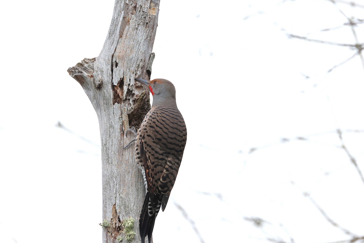 Northern Flicker - ML642889279