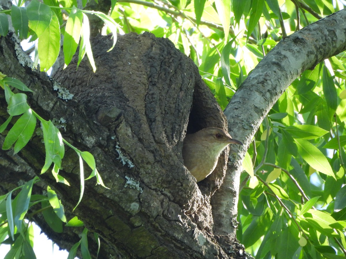 Rufous Hornero - ML642889283