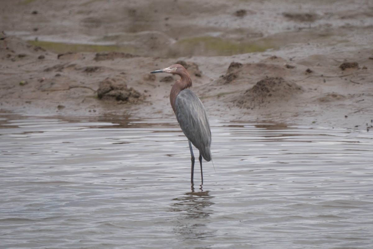 Reddish Egret - ML642889294