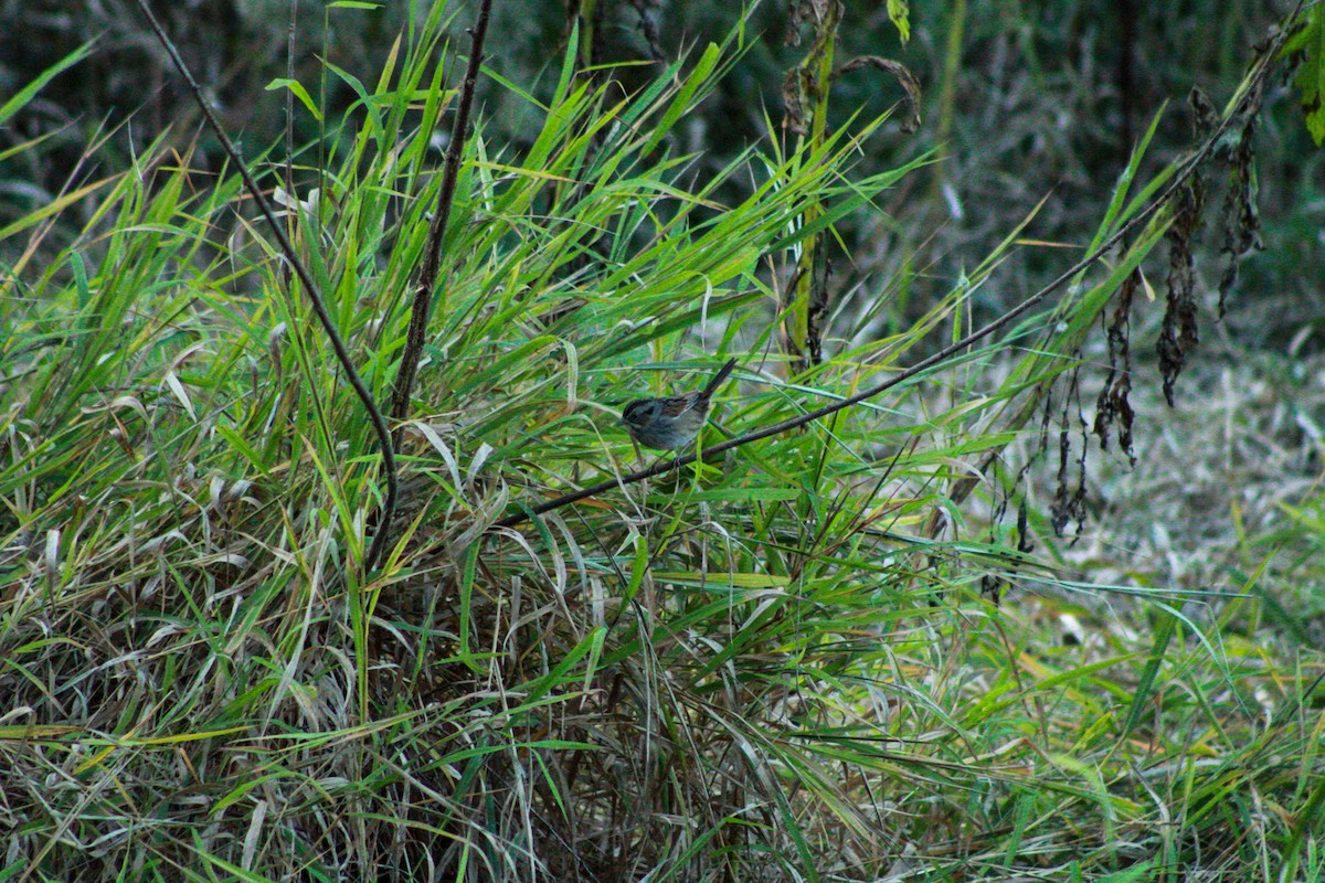 Swamp Sparrow - ML642889306