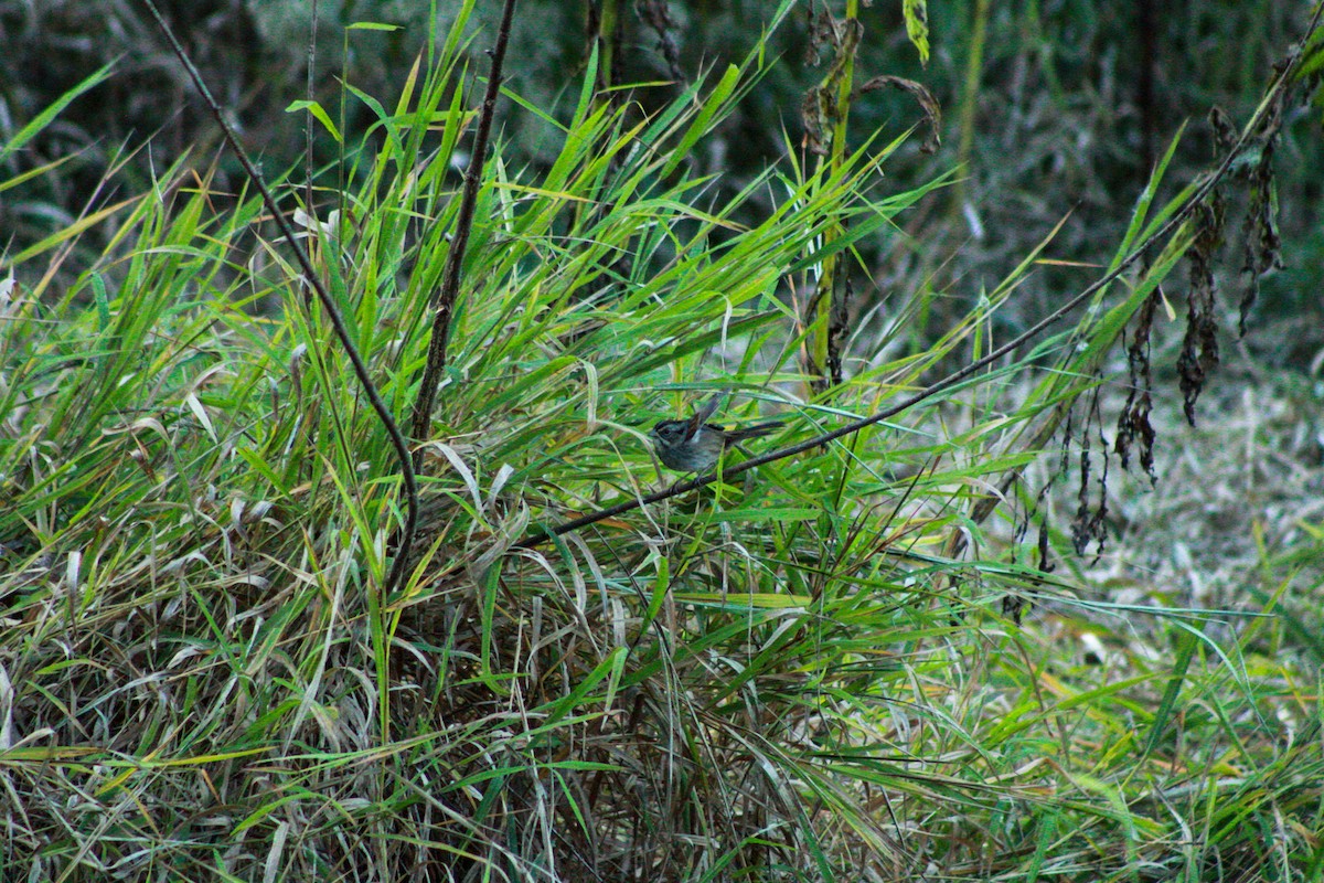 Swamp Sparrow - ML642889307