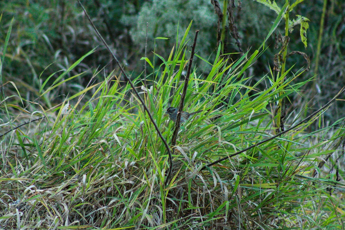 Swamp Sparrow - ML642889308