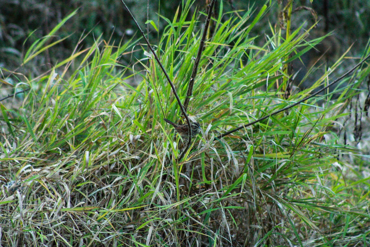 Swamp Sparrow - ML642889309
