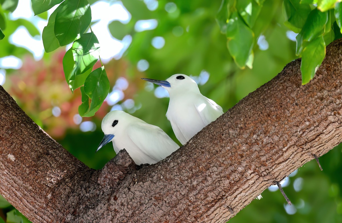 White Tern (Pacific) - ML642889324