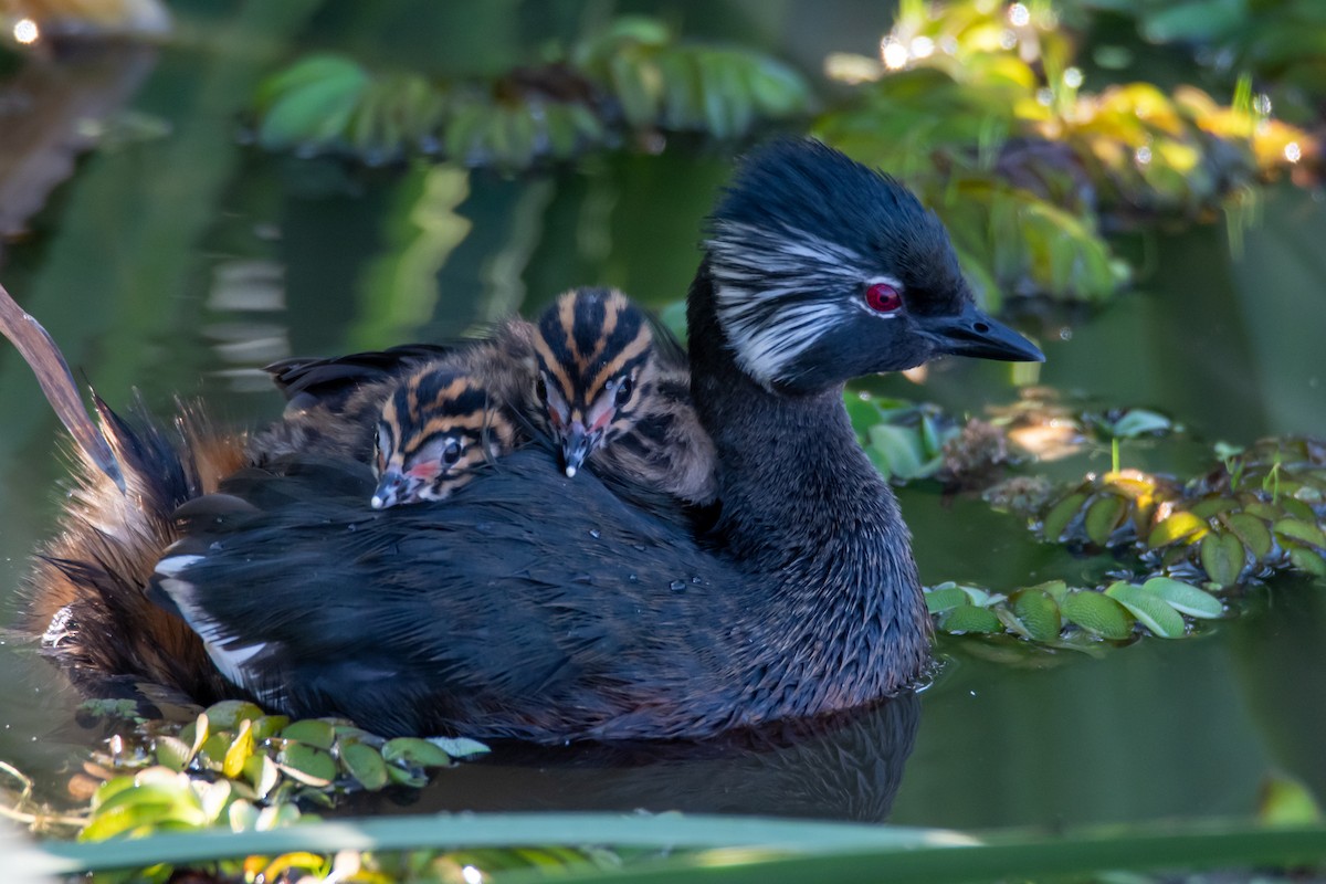 White-tufted Grebe - ML642889326
