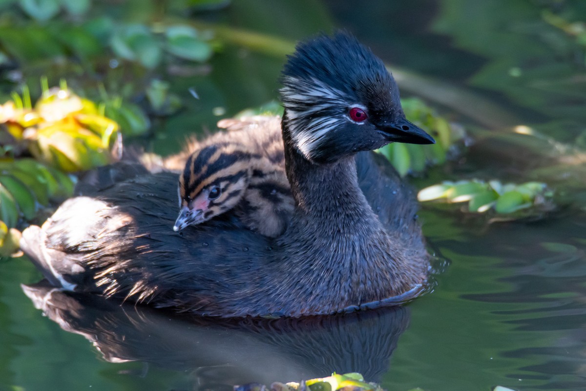 White-tufted Grebe - ML642889327